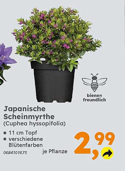 Japanische Scheinmyrthe (Cuphea hyssopifolia) - 11 cm Topf, verschiedene Blütenfarben