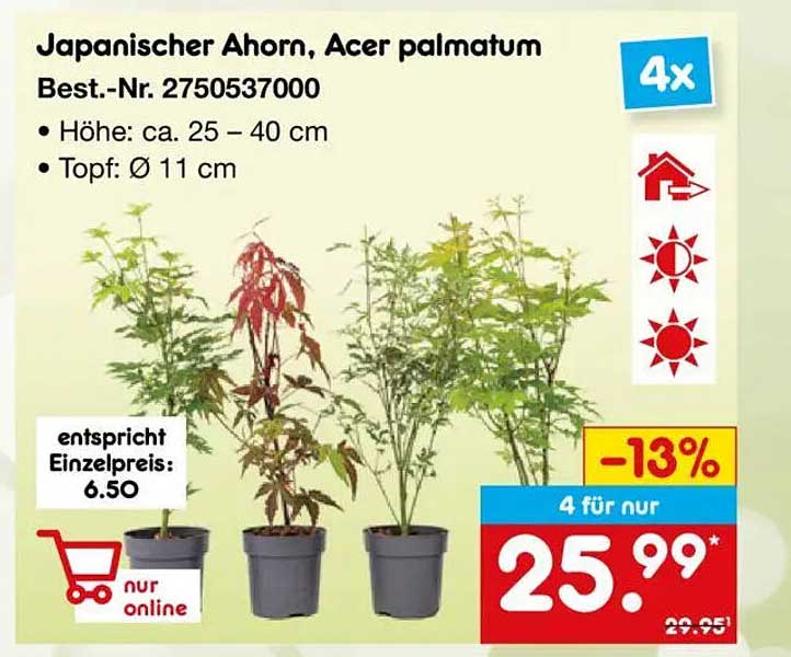 Japanischer Ahorn, Acer palmatum - 4 Pflanzen für nur 25,99 €