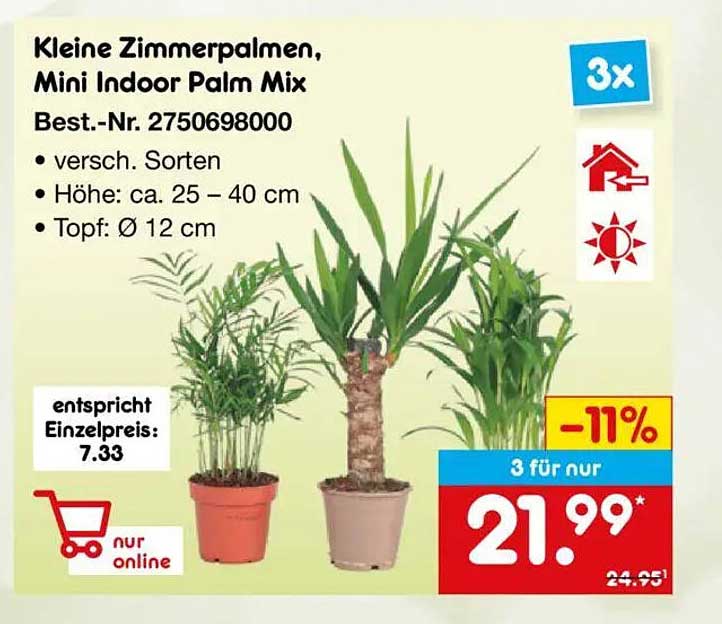 Kleine Zimmerpalmen, Mini Indoor Palm Mix
