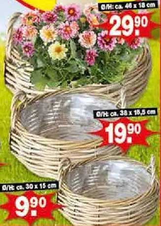 Kreative Pflanzschalen im modernen Design