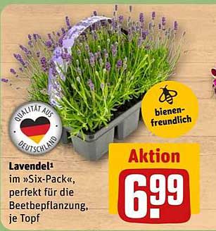 Lavendel im Six-Pack – perfekt für die Beetbepflanzung, je Topf