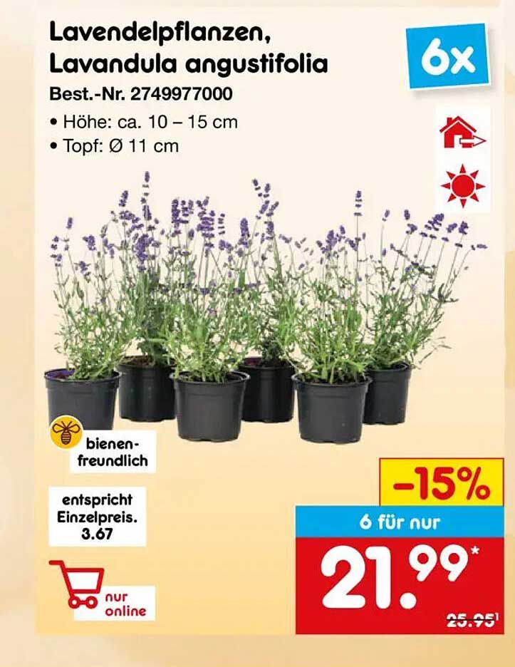 Lavendelpflanzen, Lavandula angustifolia - 6 Stück