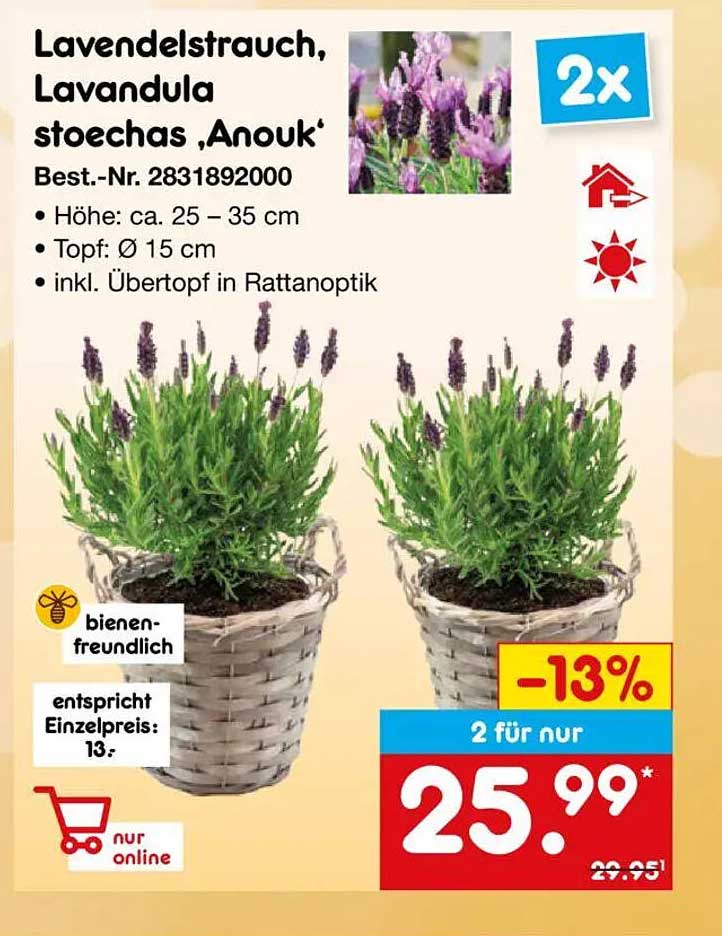 Lavendelstrauch, Lavandula stoechas ‚Anouk‘
