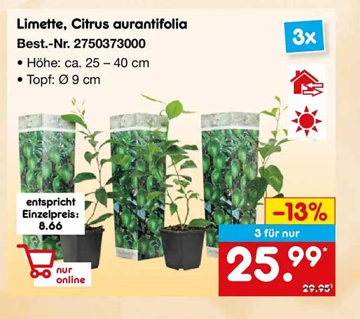 Limette, Citrus aurantiifolia