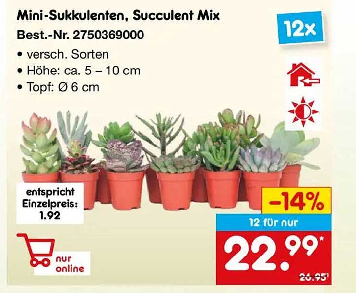 Mini-Sukkulenten, Succulent Mix