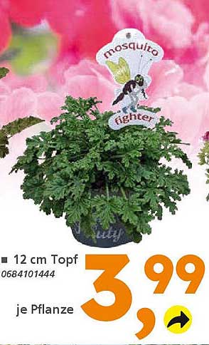 Mosquito Fighter im 12 cm Topf – 3,99 € je Pflanze