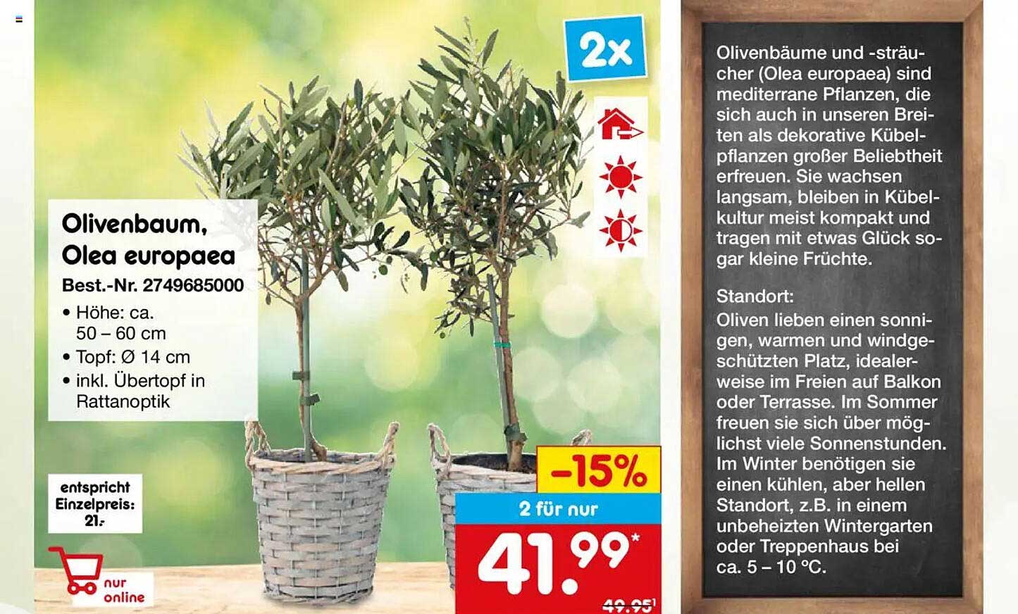 Olivenbaum, Olea europaea - 2 für 41,99 €
