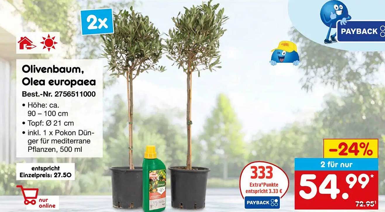 Olivenbaum, Olea europaea - 2 für nur 54,99 €