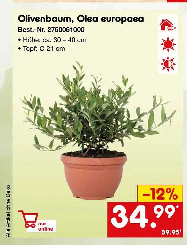 Olivenbaum, Olea europaea