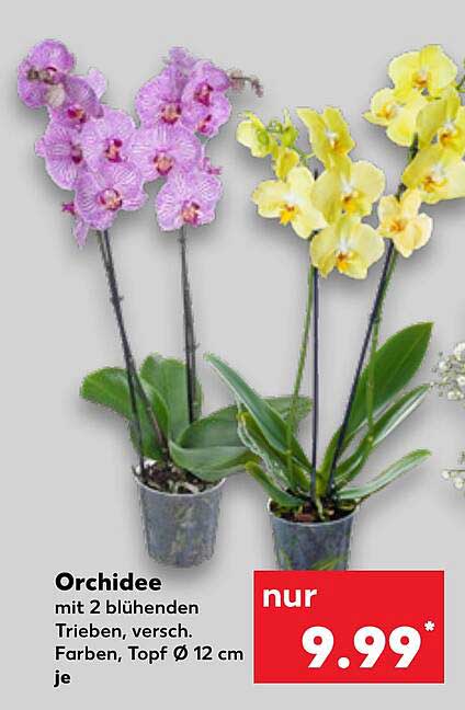 Orchidee mit 2 blühenden Trieben, verschied. Farben, Topf Ø 12 cm je