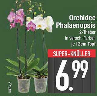 Orchidee Phalaenopsis 2-Trieber in verschiedenen Farben je 12cm Topf