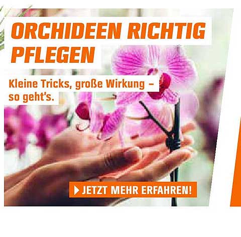 ORCHIDEEN RICHTIG PFLEGEN