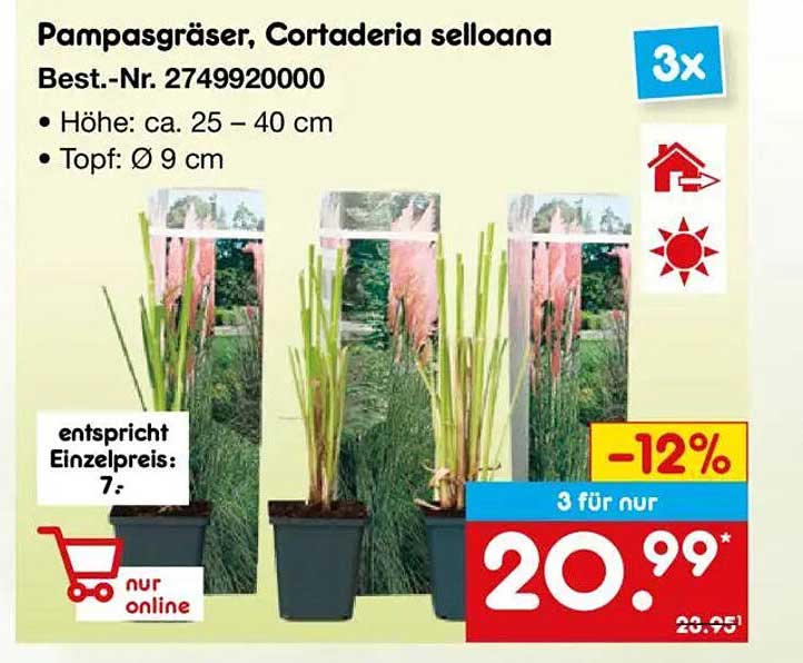 Pampasgräser, Cortaderia selloana - 3 für nur 20,99€