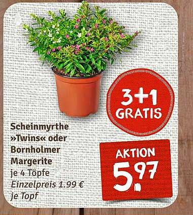 Scheinmyrthe »Twins« oder Bornholmer Margerite – 4 Töpfe im Angebot