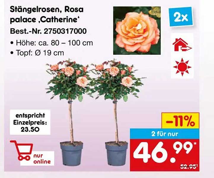 Stängelrosen, Rosa palace ‚Catherine‘
