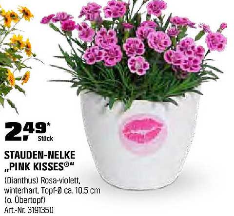 STAUDEN-NELKE "PINK KISSES®"