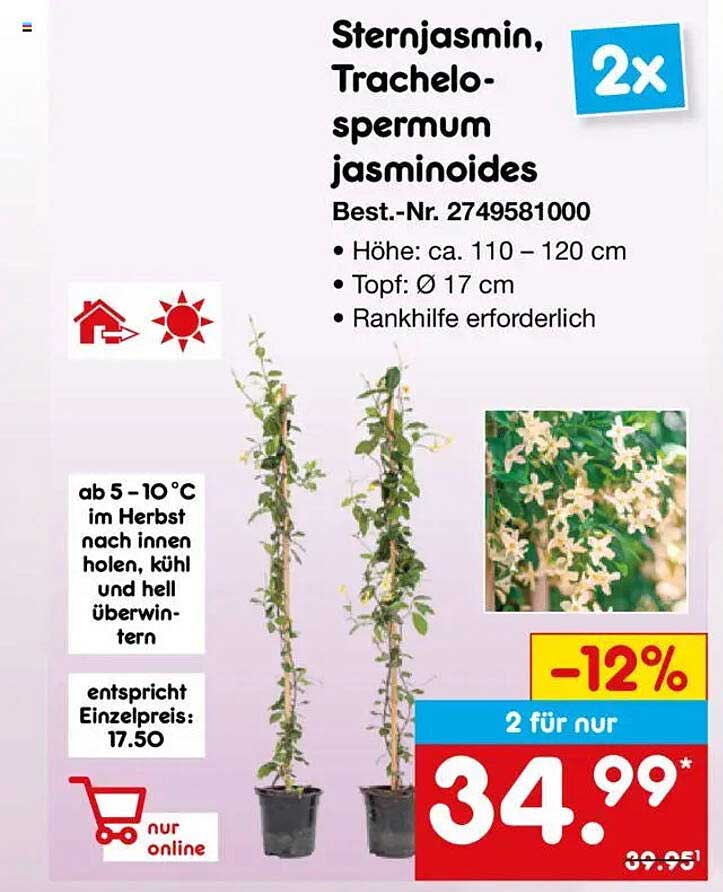 Sternjasmin, Trachelospermum jasminoides - 2 für 34,99 €