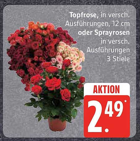 Topfrose, in verschiedenen Ausführungen, 12 cm oder Sprayrosen in verschiedenen Ausführungen, 3 Stiele