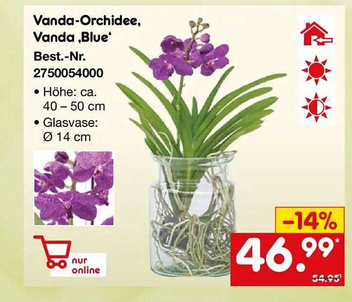 Vanda-Orchidee, Vanda 'Blue'
