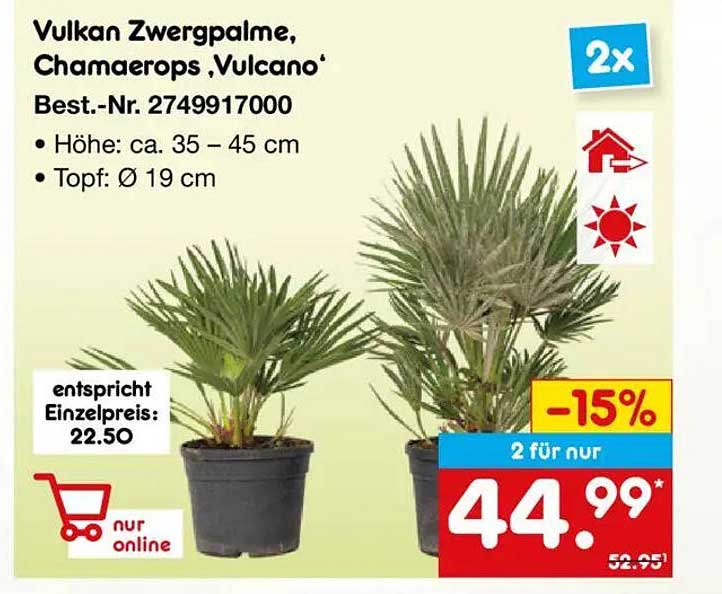 Vulkan Zwergpalme, Chamaerops 'Vulcano'