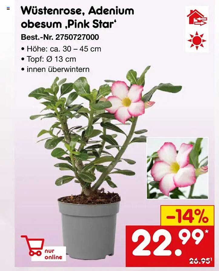 Wüstenrose, Adenium obesum 'Pink Star'