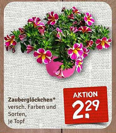 Zauberglöckchen* – verschiedene Farben und Sorten, je Topf