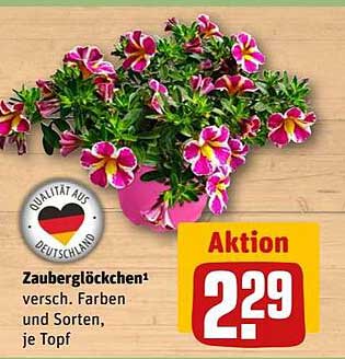 Zauberglöckchen – Verschiedene Farben und Sorten, je Topf