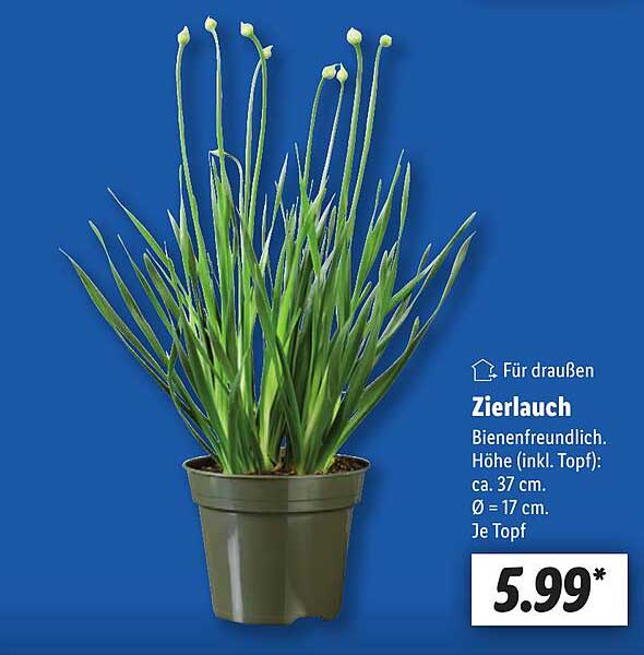 Zierlauch - Bienenfreundliche Pflanze für Ihren Garten