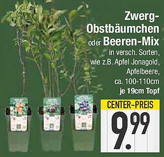 Zwerg-Obstbäumchen oder Beeren-Mix in verschiedenen Sorten