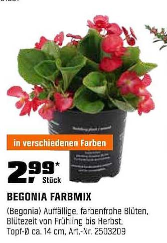 BEGONIA FARBMIX