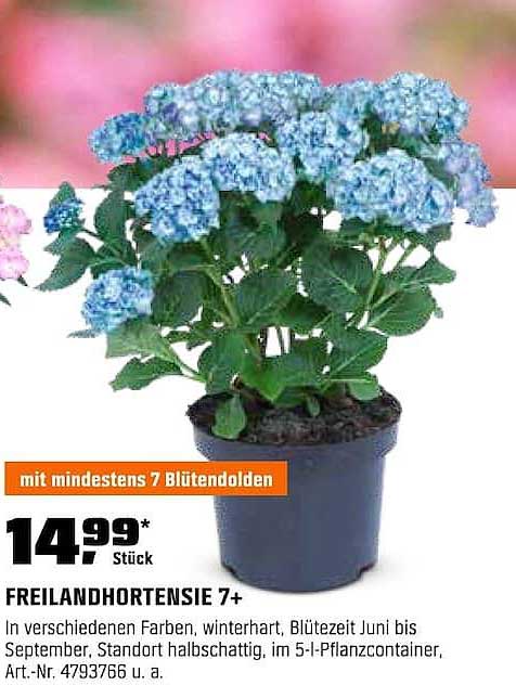 FREILANDHORTENSIE 7+