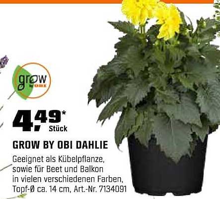 GROW BY OBI DAHLIE