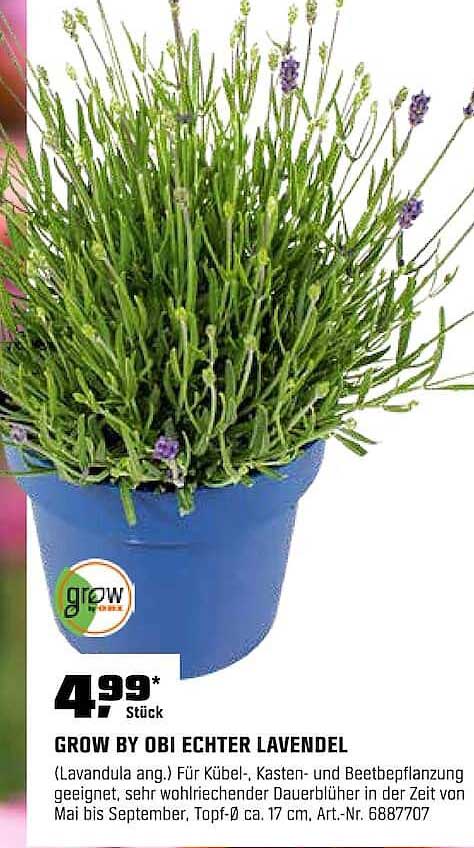 GROW BY OBI ECHTER LAVENDEL
