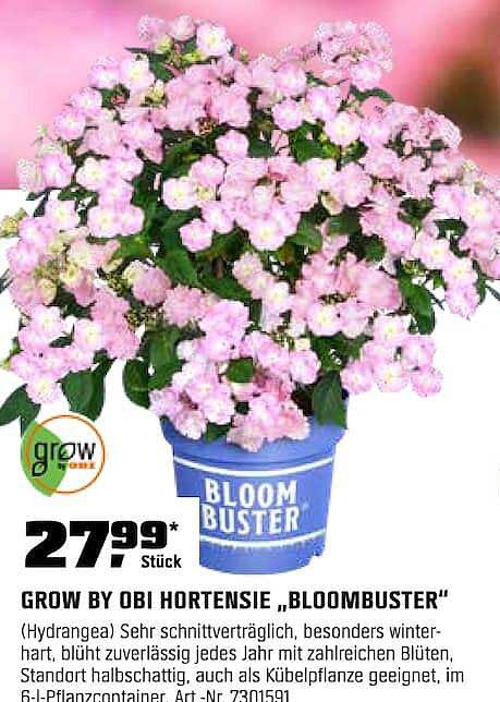 GROW BY OBI HORTENSIE „BLOOMBUSTER“