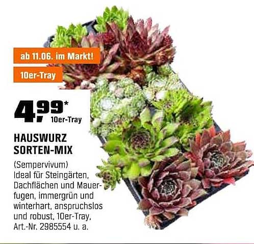 HAUSWURZ SORTEN-MIX