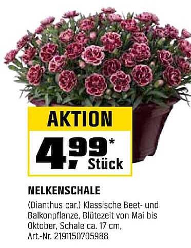 NELKENSCHALE