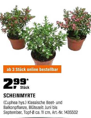 SCHEINMYRTE