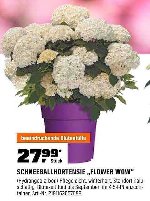 SCHNEEBALLHORTENSIE „FLOWER WOW“