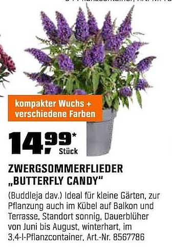 ZWERG SOMMERFLIEDER „BUTTERFLY CANDY“