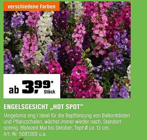 ENGELSGESICHT „HOT SPOT“ - Ab 3,99* Stück