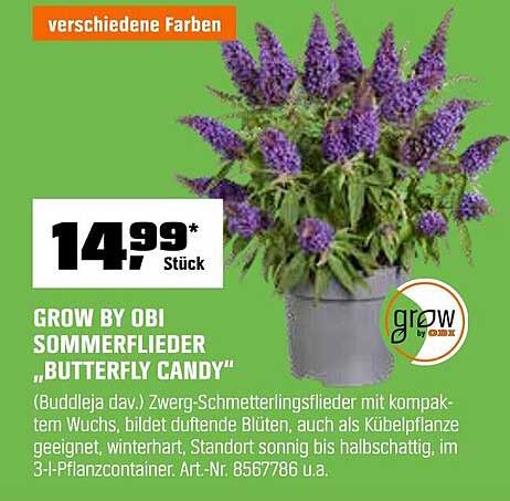 GROW BY OBI SOMMERFLIEDER 'BUTTERFLY CANDY'