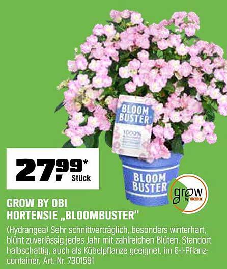Hortensie 'Bloombuster' von Grow by OBI