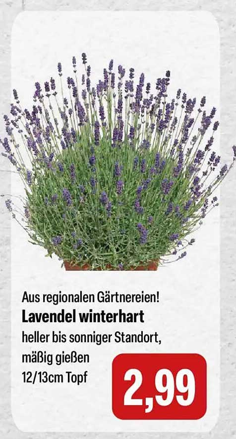 Lavendel winterhart