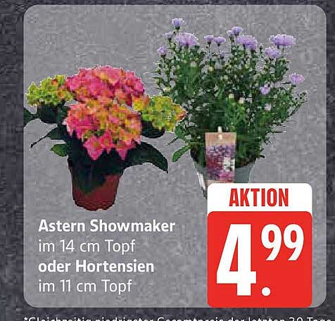 Astern Showmaker im 14 cm Topf oder Hortensien im 11 cm Topf