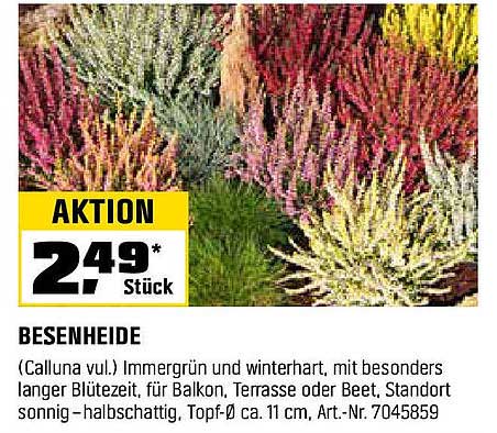 Besenheide (Calluna vulg.) - Aktion