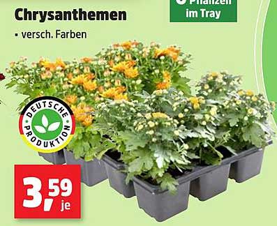Chrysanthemen - versch. Farben