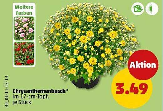 Chrysanthemenbusch im 17-cm-Topf, je Stück