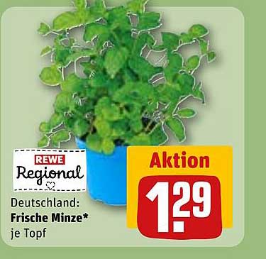 Frische Minze* je Topf