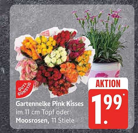Gartennelke Pink Kisses im 11 cm Topf oder Moosrosen, 11 Stiele