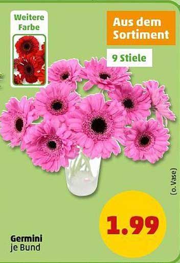 Germinie je Bund - 9 Stiele